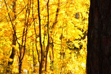 The trunk of a pine tree on a background of yellow birches with a place for the text
