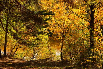 Obraz premium Sunlight shines through a pine branch in the autumn forest in October