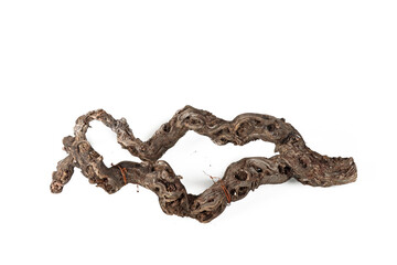 tree branch on white background 