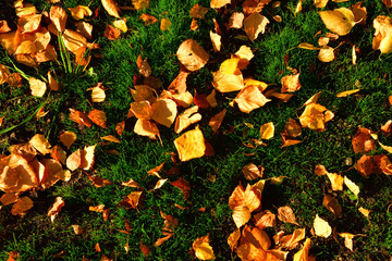 Background of yellow autumn birch foliage on green grass