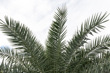Fototapeta na wymiar Date palm leaves in the date palm plantation