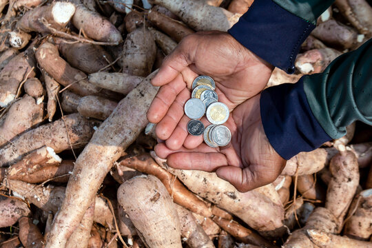 cassava and money thai baht in hand farmers, money in manioc planting for buying and selling concept, tapioca starch industry