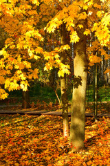 Yellow leaves on a maple branch in the sunlight