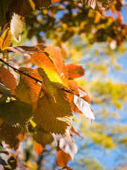 Autumn bright colorful alder leaves on a tree branch in the street. Blue sky, sunny weather. Vertically.