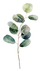 Eucalyptus branch. Watercolor botanical illustration.
