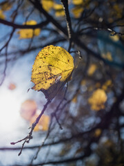 Close-up of yellow rare leaves on the branches of linden trees. Against the background of the blue sky. The wind blows the leaves in the wind. Autumn. Vertically