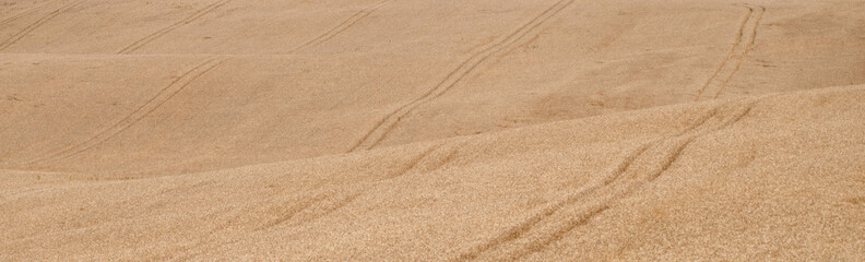 Fototapeta na wymiar wheat fields and waves