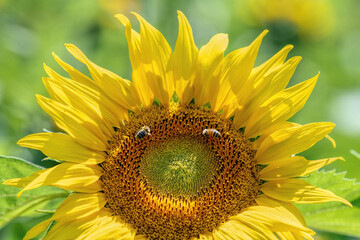 Naklejka premium sunflower flower and 2 bees