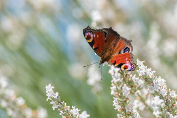 butterflies and white lavender
