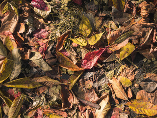 Close-up. Top view of multicolored bright autumn leaves on the ground. Sunlight. Horizontally
