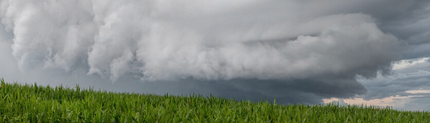 Naklejka na ściany i meble storm clouds in panorama over a cornfield