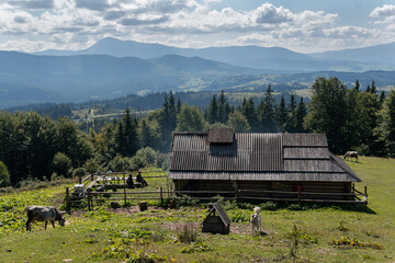 Beautiful landscape of mountains and old house in rural areas with cows and patrol dog