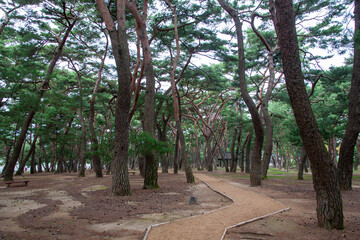 소나무숲, 하동송림의 소나무