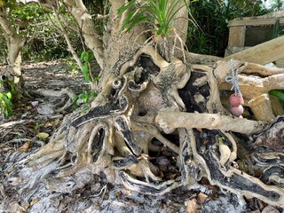 stump