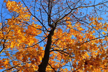 Sunlight shines brightly through the leaves on a maple branch in October