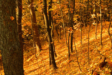 Autumn forest road leaves fall in ground landscape on autumnal background in October