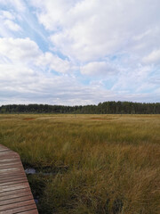 A section of brown plank flooring over a swamp with yellowed grass, against the background of a forest and a sky with clouds.