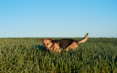 Dog walking through a field.
