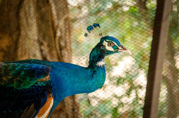 Peacock peafowl with open tail, beautiful representative exemplar of male peacock in great metalic...