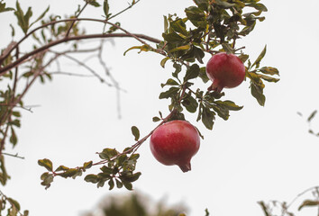 pomegranates on a pomegranate tree in Adelaide, South Australia