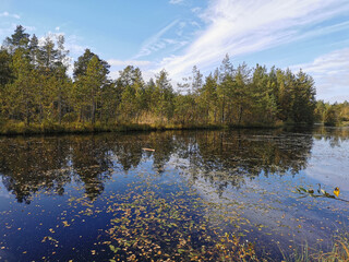 The mirror surface of a forest lake, in which trees and the sky with beautiful clouds are reflected.