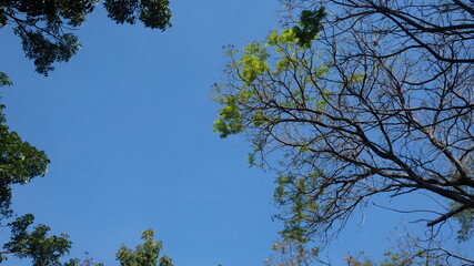 trees in the sky background light blue