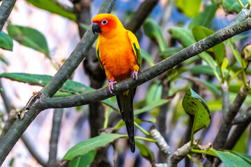 Sun conure parakeet (Aratinga solstitialis)​, colorful parrots.