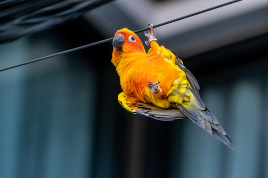 Sun conure parakeet (Aratinga solstitialis)​, colorful parrots.