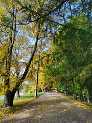 The road, strewn with yellow fallen leaves, in the autumn park