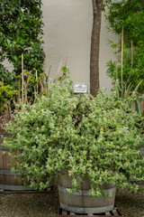 botanical garden in eichstätt with rare plants