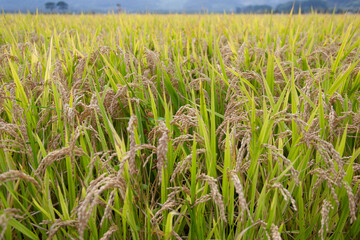 가을 수확을 앞둔 벌판, 벼베기, 쌀