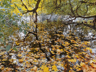 Autumn in the park. Willow with yellowing and falling leaves, bent over a pond in which ducks and...