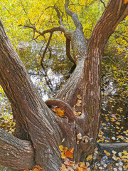 Autumn in the park. Willow with yellowing and falling leaves, growing over the pond and reflected in its water.