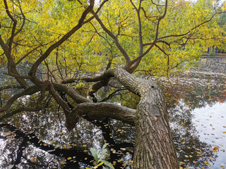 Autumn in the park. Willow with yellowing and falling leaves, growing over the pond and reflected in its water.