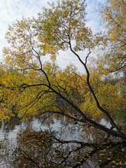 A willow tree leaning over a pond with ducks and fallen leaves floating in its water.