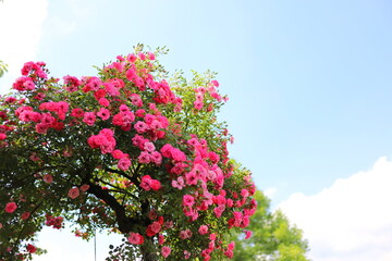日本の郊外のバラ園　青空と満開の色とりどりのバラ