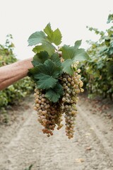 white ripe grape bunch hanging from anonymous male hand in vineyard. Harvesting concept.