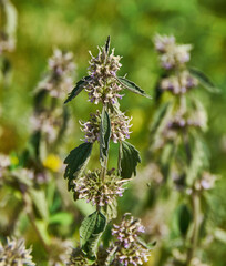 Leonurus quinquelobatus