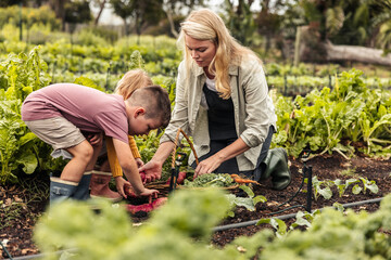 Self-sufficient family harvesting fresh vegetables on an organic farm