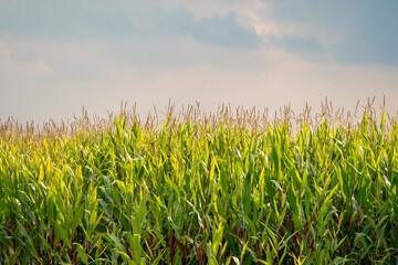 Cornfield Rural landscape background. Soft sunlight falls over the plants, The sky is soft blue with white veil clouds. Farmers live, summers, agriculture