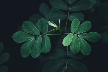 Close-Up Of  Dark green leaves