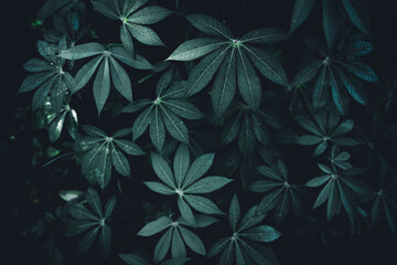 Close-Up Of  Dark green leaves