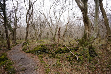 a dreary winter forest with bare trees