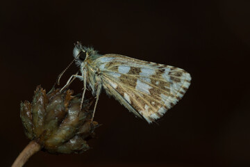 Pyrgus communis