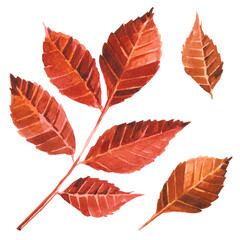 Isolated watercolor set of illustrated red fall leaves