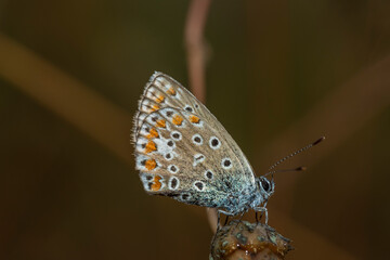 Common blue