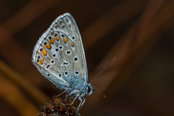 Common blue