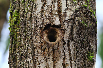 hollow in the tree, old oak hole small bird house - obrazy, fototapety, plakaty