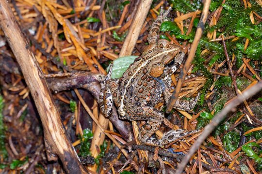 Closeup of the western toad. Anaxyrus boreas.