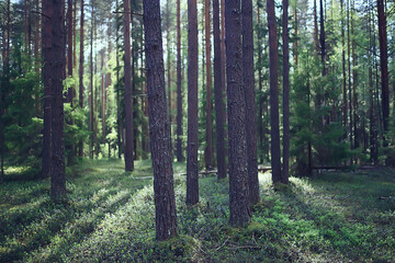 spring forest landscape, abstract fresh, seasonal nature view, green trees sun rays morning